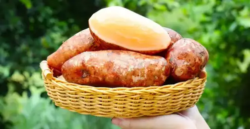 What are the key prebiotic compounds in yacon powder?